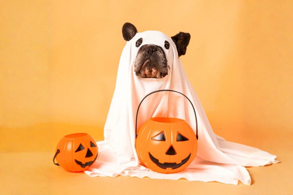 A French Bulldog wearing a white ghost costume sitting behind two orange pumpkin-shaped candy buckets against a yellow background.